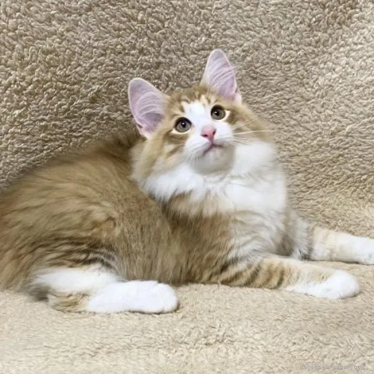 ID：2211-02615の子猫