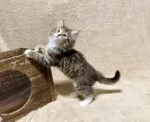 ノルウェージャンフォレストキャット【愛知県・女の子・2023年12月18日・ブラウンマッカレルタビー&ホワイト】の写真2