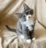 ノルウェージャンフォレストキャット【愛知県・男の子・2023年5月24日・ブルースモーク&ホワイト】の写真2