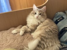 ノルウェージャンフォレストキャット【・女の子・2021年6月1日・ブルーアンバーシルバークラシックタビー&ホワイト】