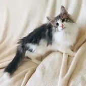 ノルウェージャンフォレストキャット【愛知県・男の子・2019年12月2日・ブルークラシックタビー&ホワイト】の写真2