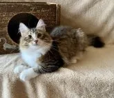 ノルウェージャンフォレストキャット【愛知県・女の子・2023年3月16日・ブラウンマッカレルタビー&ホワイト】の写真2