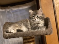 ノルウェージャンフォレストキャット【・女の子・2022年1月30日・ブルードービー】