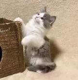 ノルウェージャンフォレストキャット【愛知県・男の子・2022年8月14日・ブルースモーク&ホワイト】の写真2