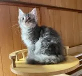 ノルウェージャンフォレストキャット【愛知県・女の子・2023年6月14日・ブルーシルバークラシックタビー】の写真3