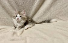 ノルウェージャンフォレストキャット【・女の子・2021年6月1日・ブルーアンバーシルバークラシックタビー&ホワイト】