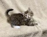 ノルウェージャンフォレストキャット【愛知県・女の子・2023年12月18日・ブラウンマッカレルタビー&ホワイト】の写真3