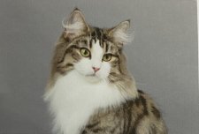 ノルウェージャンフォレストキャット【・女の子・2022年3月14日・ブラウンマッカレルタビー&ホワイト】