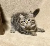 サイベリアン【愛知県・女の子・2022年7月13日・ブラックスポテッドタビー】の写真3