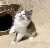 ノルウェージャンフォレストキャット【愛知県・男の子・2022年8月14日・ブルースモーク&ホワイト】の写真3