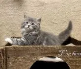 サイベリアン【愛知県・女の子・2022年5月18日・ブルークラシックタビー&ホワイト】の写真3