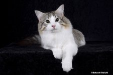 ノルウェージャンフォレストキャット【・男の子・2022年7月5日・ブラックシルバーマッカレルタビー&ホワイト】