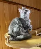 ノルウェージャンフォレストキャット【愛知県・女の子・2023年6月14日・ブルーシルバークラシックタビー】の写真4