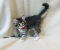 ノルウェージャンフォレストキャット【愛知県・女の子・2020年7月1日・ブルーマッカレルタビー&ホワイト】の写真4