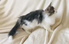 ノルウェージャンフォレストキャット【愛知県・男の子・2019年12月2日・ブルークラシックタビー&ホワイト】の写真4