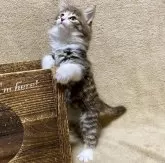 ノルウェージャンフォレストキャット【愛知県・男の子・2023年12月18日・ブラウンマッカレルタビー&ホワイト】の写真4