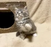 サイベリアン【愛知県・女の子・2022年5月18日・ブルークラシックタビー&ホワイト】の写真4