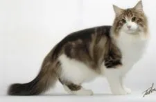 ノルウェージャンフォレストキャット【愛知県・女の子・2020年4月2日・ブラウンクラシックタビー&ホワイト】の写真5「父猫のラインハルトです」