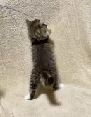 ノルウェージャンフォレストキャット【愛知県・男の子・2023年12月18日・ブラウンマッカレルタビー&ホワイト】の写真5