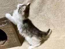 ノルウェージャンフォレストキャット【愛知県・男の子・2021年11月30日・ブラウンマッカレルタビー&ホワイト】の写真5