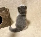 ノルウェージャンフォレストキャット【愛知県・男の子・2022年8月14日・ブルースモーク&ホワイト】の写真5