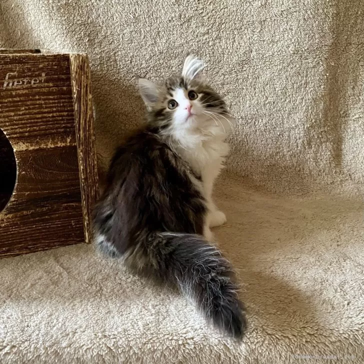 ID：2505-02164の子猫