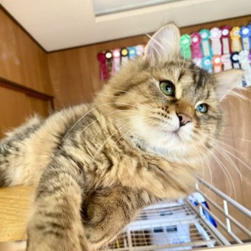 サイベリアン【愛知県・女の子・2025年3月12日・ブラウンマッカレルタビー】の写真「まん丸お顔のサイベリアンらしい女の子♩」