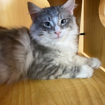 ノルウェージャンフォレストキャット【愛知県・男の子・2025年6月28日・ブルーシルバーマッカレルタビー&ホワイト】の写真「綺麗なシルバーの人懐こい男の子♩」