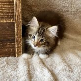 ノルウェージャンフォレストキャット