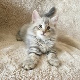 ノルウェージャンフォレストキャット