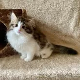 ノルウェージャンフォレストキャット