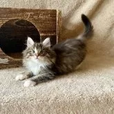 ノルウェージャンフォレストキャット