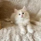ノルウェージャンフォレストキャット