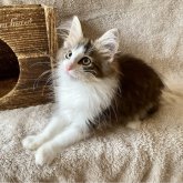 ノルウェージャンフォレストキャット
