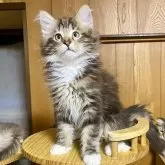 ノルウェージャンフォレストキャット