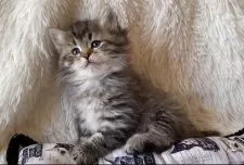 サイベリアン【愛知県・女の子・2025年11月1日・ブラウンマッカレルタビー】の写真2