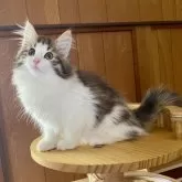 ノルウェージャンフォレストキャット【愛知県・女の子・2025年2月26日・ブラウンマッカレルタビー&ホワイト】の写真2