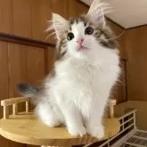 ノルウェージャンフォレストキャット【愛知県・女の子・2025年2月26日・ブラウンマッカレルタビー&ホワイト】の写真3