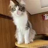 ノルウェージャンフォレストキャット【愛知県・女の子・2025年3月11日・ブラウンマッカレルタビー&ホワイト】の写真5