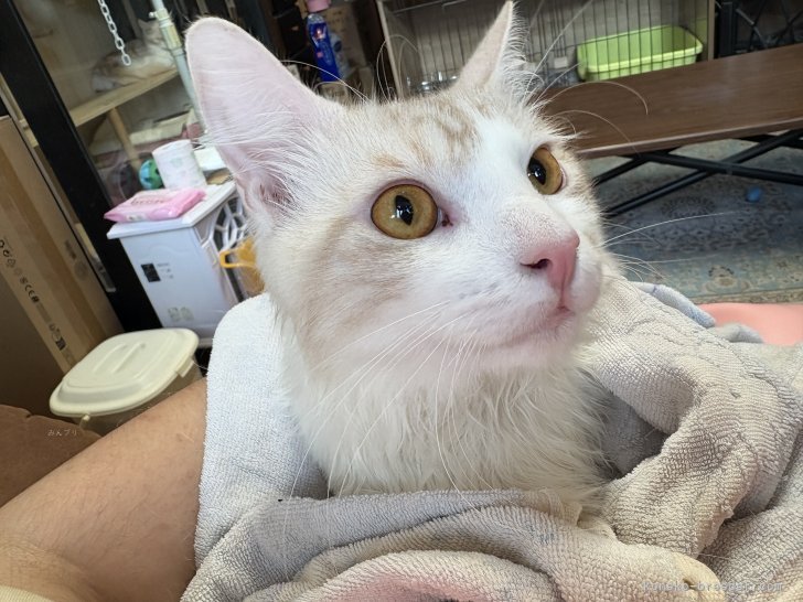 佐々木美絵ブリーダーのブログ：シャンプーは慣れてるよ！