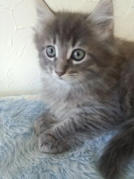 ID:1408-00253の子猫