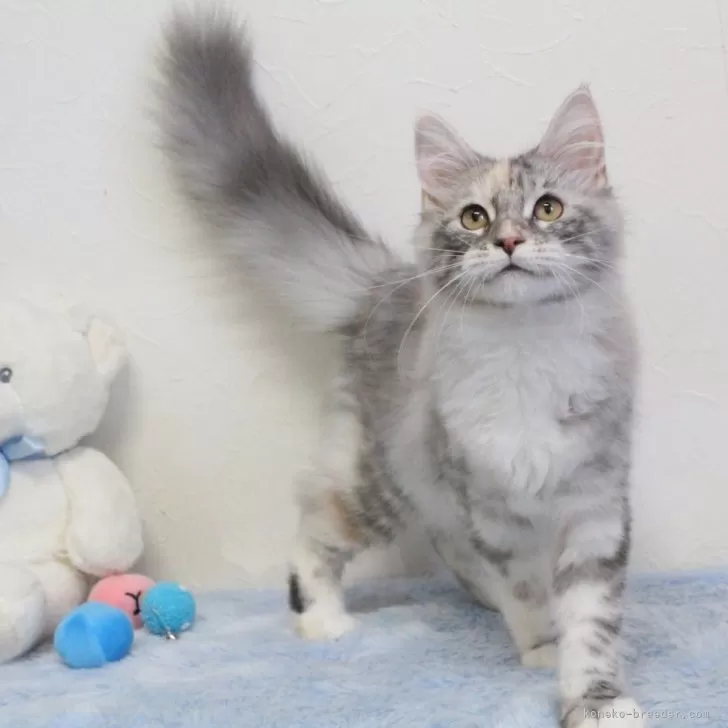 ID：2312-01536の子猫