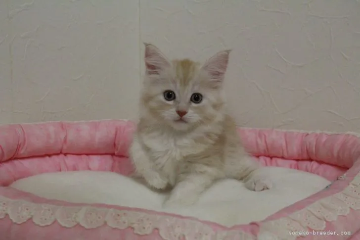 ranko 様のお迎えした子猫