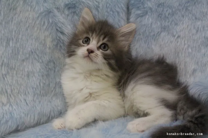 るるる 様のお迎えした子猫