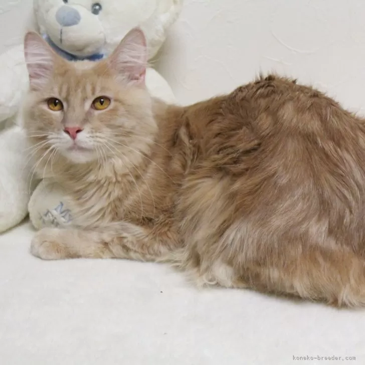 ID：2402-01968の子猫