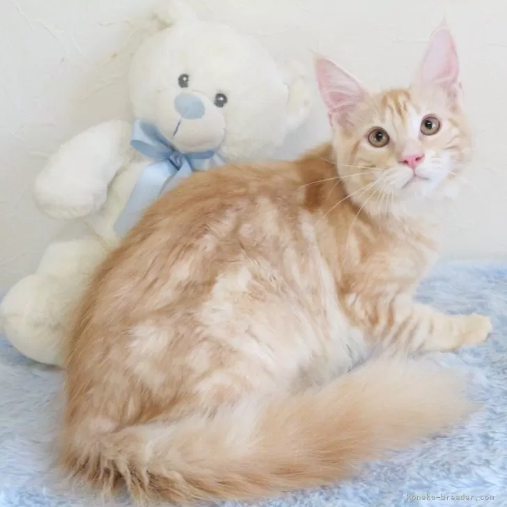 ID:2311-02698の子猫