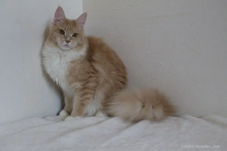 ID:1810-01102の子猫