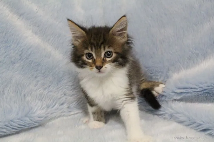 にゃん！ 様のお迎えした子猫