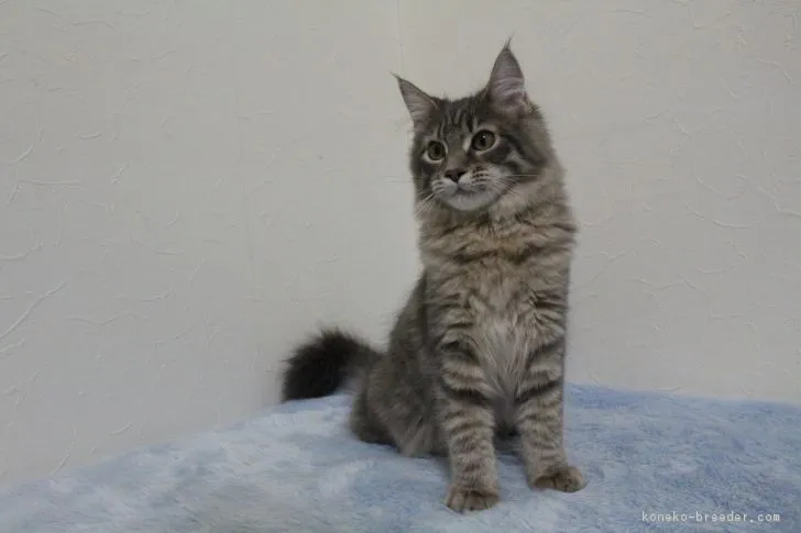 ID:1809-00774の子猫