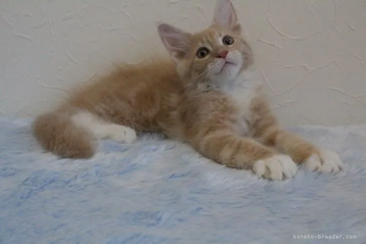 ID:2107-00586の子猫